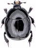 Margarinotus ventralis